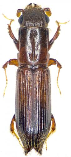 Réf. 256 515 : Treptoplatypus oxyurus